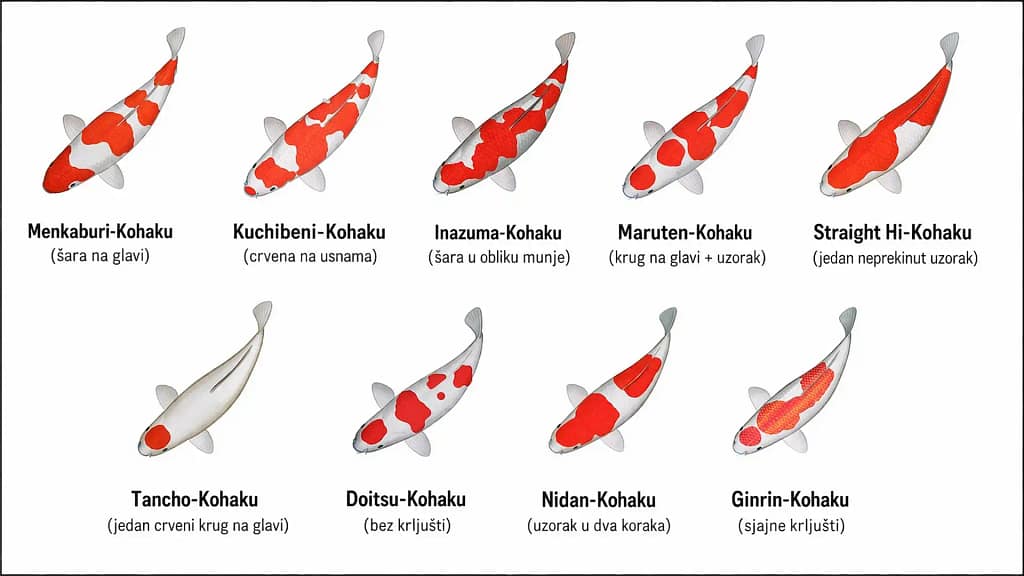 kohaku koi varijeteti na srpskom pattern tipovi kohaku ribe