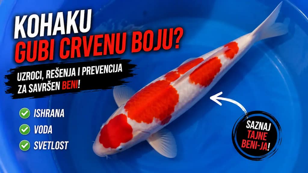 Kohaku koi riba sa izraženim beni pigmentom i čistom belom osnovom u plavoj posudi