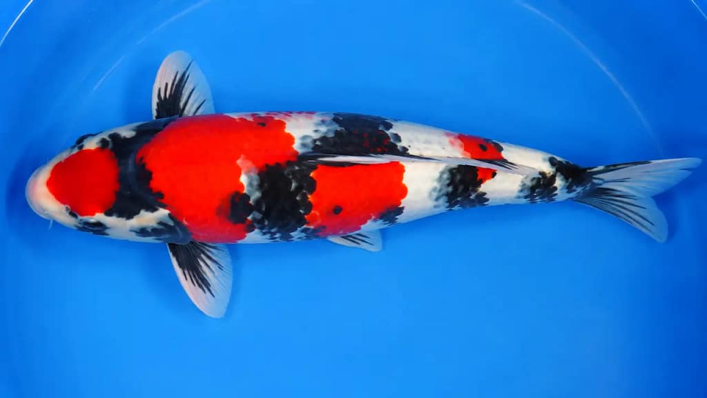 Showa koi riba sa izraženim sumi pigmentom, crvenom i belom bojom u plavoj posudi