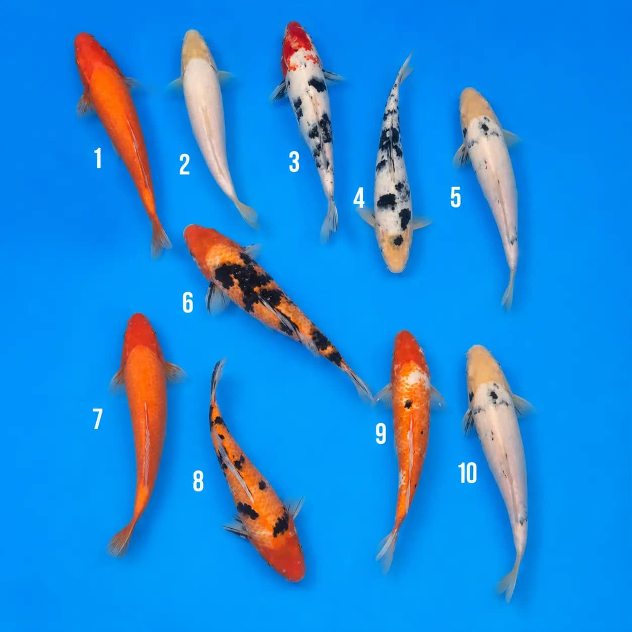 kawarigoi 27-34cm prodaja koi srbija