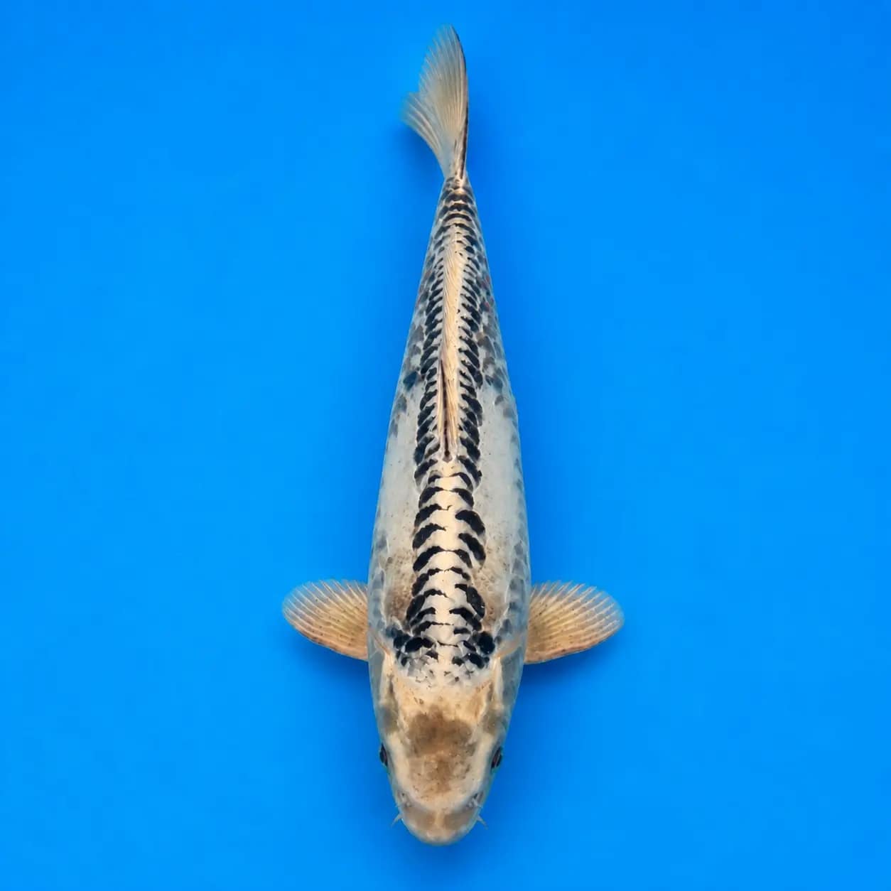 kawarigoi 39cm prodaja koi srbija