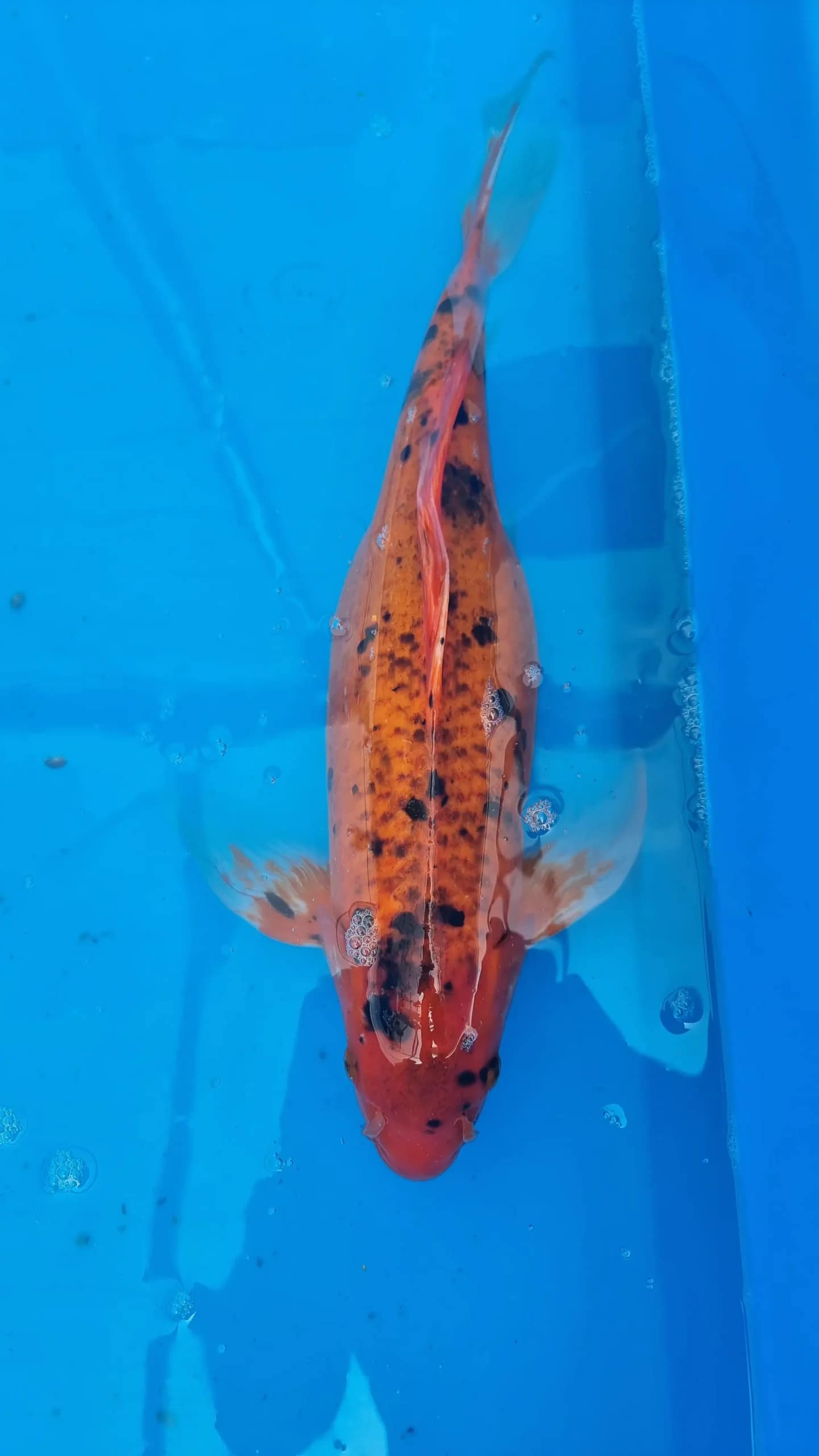 Koi riba 49cm ženka narandžasto crne boje prodaja koi Srbija KFT-26-161