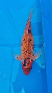 Koi riba 49cm ženka narandžasto crne boje prodaja koi Srbija KFT-26-161