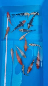 Koi ribe 15-20cm grupa od 16 mladih koi riba za hobi ribnjak