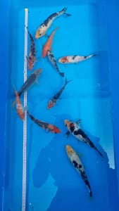 Koi ribe 15-23cm grupa od 11 mladih koi riba za prodaju u Srbiji