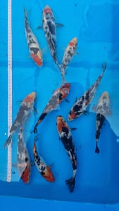 Koi ribe 20-25cm narandžaste boje sa crno-belom šarom