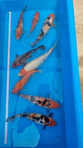 Koi ribe 20-35cm različitih boja i šara, prodaja koi riba u Srbiji