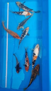 Koi ribe 21-29cm grupa od 9 komada za prodaju u Srbiji