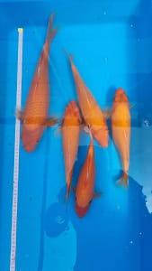 Orenji Ogon koi ribe 23-37cm grupa od 5 riba prodaja koi Srbija