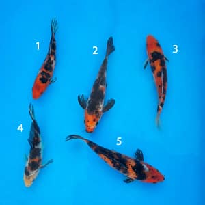 kawarigoi 18-22cm prodaja koi srbija