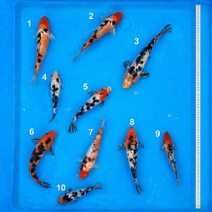 kawarigoi 20-28cm prodaja koi srbija