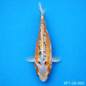 kawarigoi 38cm koi prodaja srbija