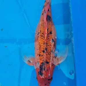 Koi riba 49cm ženka narandžasto crne boje prodaja koi Srbija KFT-26-161