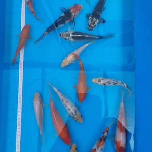 Koi ribe 15-20cm grupa od 16 mladih koi riba za hobi ribnjak