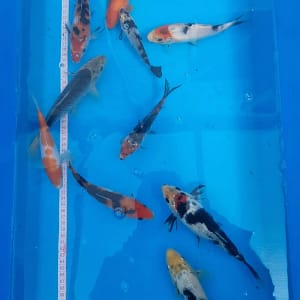 Koi ribe 15-23cm grupa od 11 mladih koi riba za prodaju u Srbiji