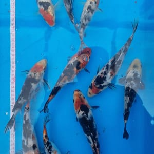 Koi ribe 20-25cm narandžaste boje sa crno-belom šarom