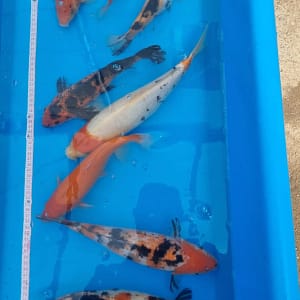 Koi ribe 20-35cm različitih boja i šara, prodaja koi riba u Srbiji