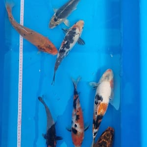 Koi ribe 21-29cm grupa od 9 komada za prodaju u Srbiji