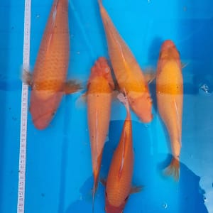 Orenji Ogon koi ribe 23-37cm grupa od 5 riba prodaja koi Srbija