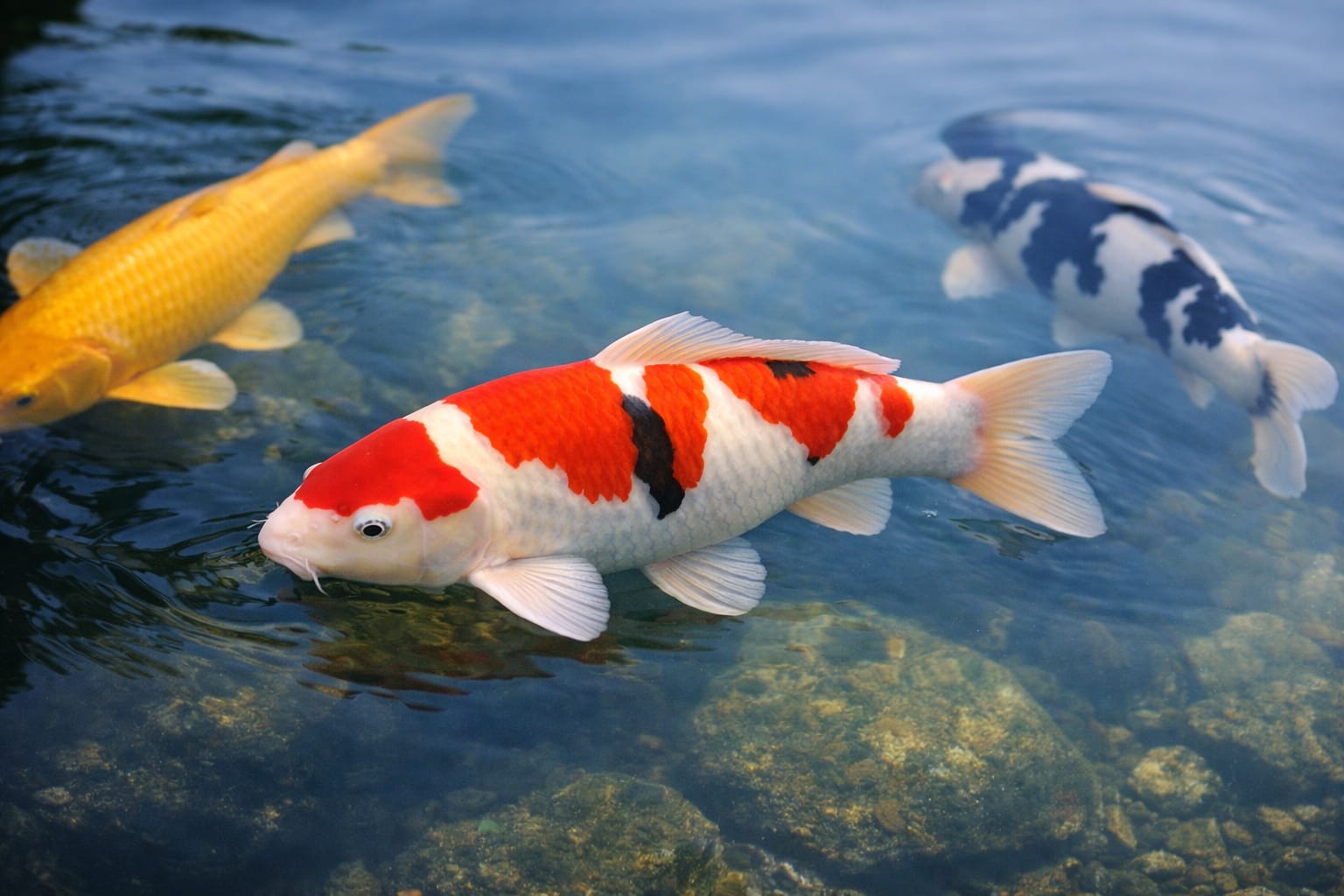 Potencijal rasta koi ribe