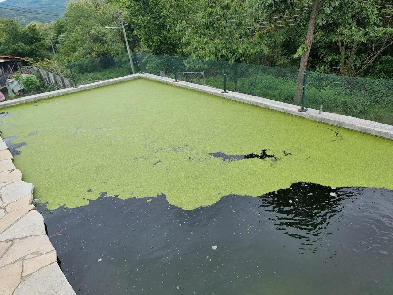 Uzgoj mlađi koi riba prirodna hrana plankton