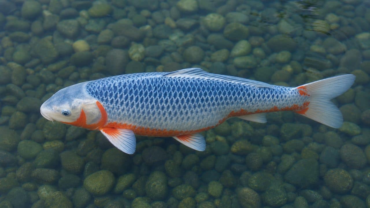 Asagi koi – kvalitet, plava mreža i crvena boja