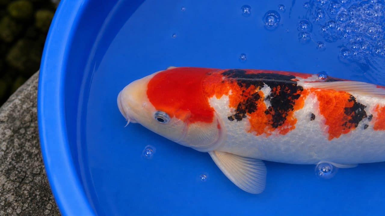 koi riba u plavoj posudi sa vidljivim predelom škrga