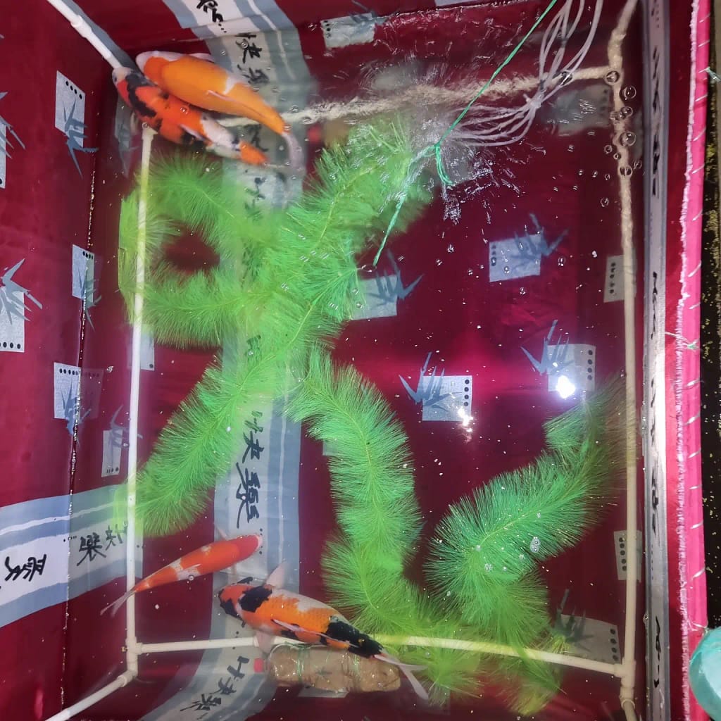 mrest koi riba prvi box jedna zenka tri muzjaka cetke za mrest ikra koifarmtasic