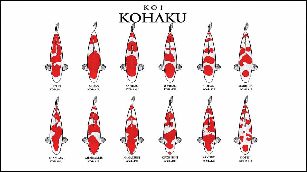 kohaku koi varijeteti pattern tipovi kohaku ribe