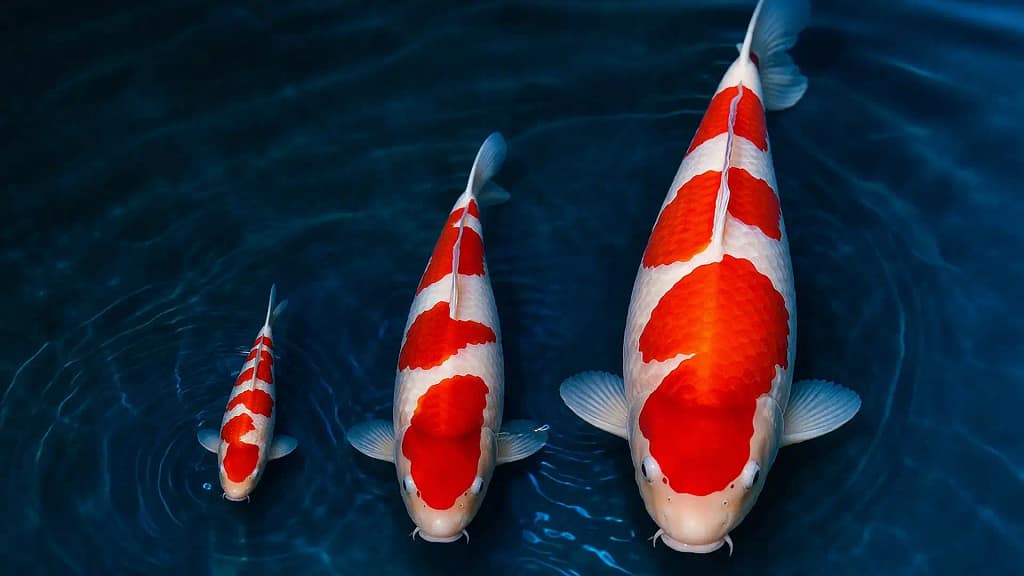 tosai nisai sansai razlika koi ribe