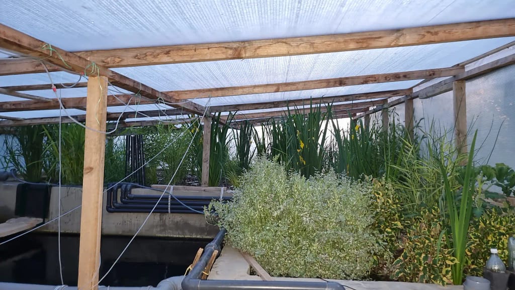 Biljke u wetland filteru za koi ribnjak i prirodnu filtraciju vode