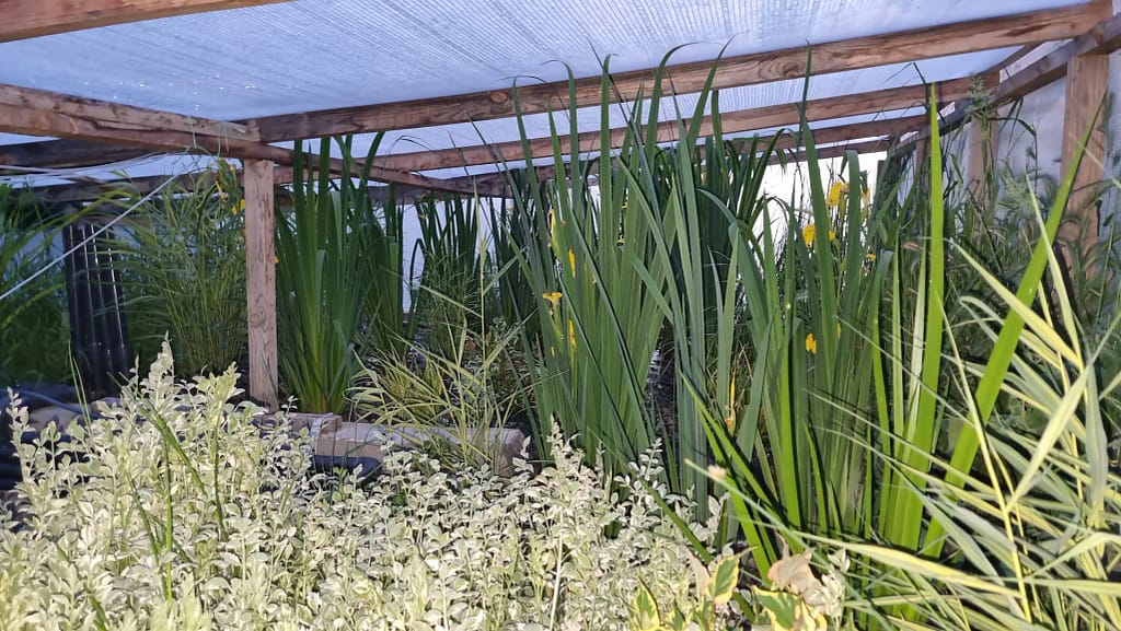 Wetland filter za koi ribnjak sa biljkama i prirodnom biološkom filtracijom