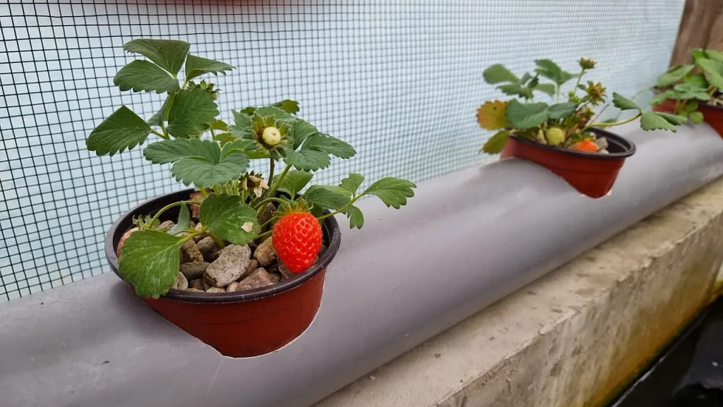 Plod jagode u akvaponiji sa koi ribnjakom