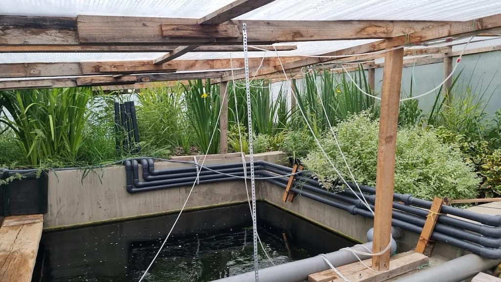 Wetland filter pre cevi sa jagodama u koi akvaponiji