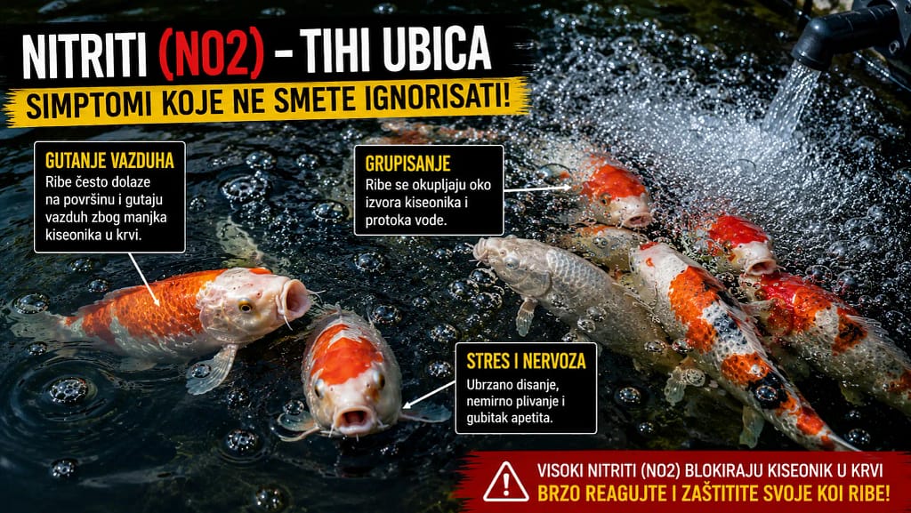 Merenje nitrita NO2 u koi ribnjaku pomoću testa za vodu