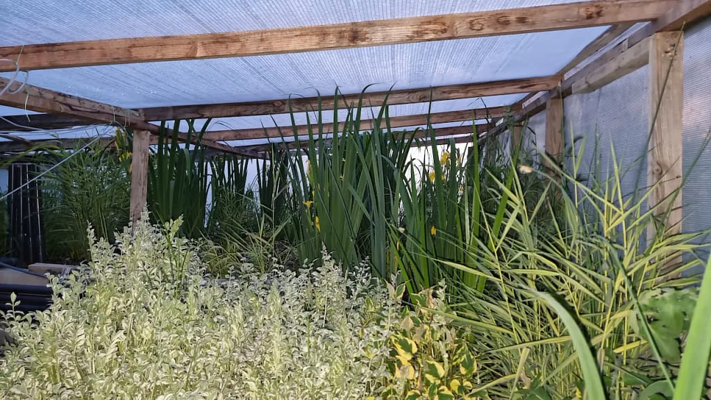 Moj wetland filter za koi ribnjak sa biljkama i prirodnom biološkom filtracijom