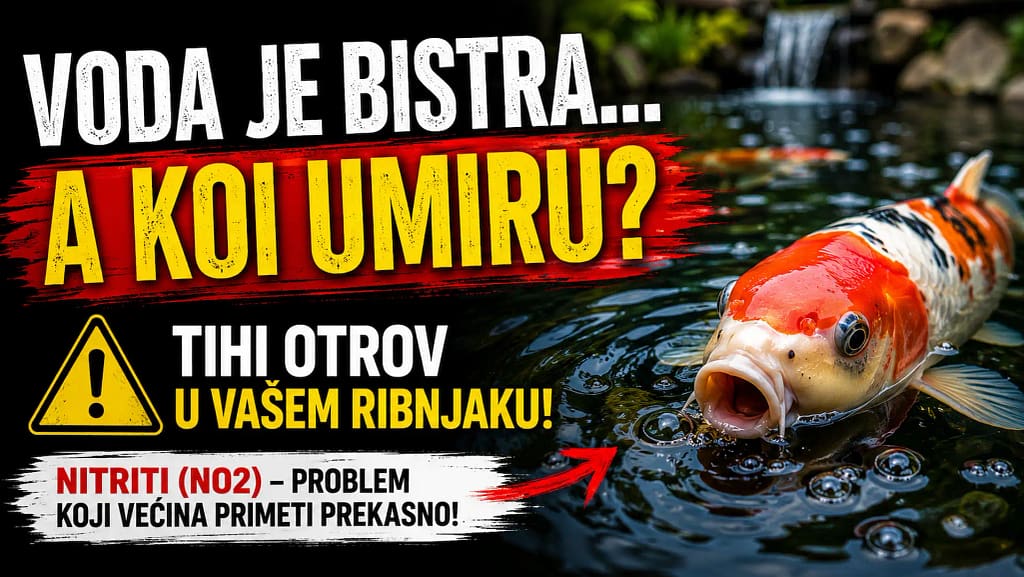 Nitriti NO2 u koi ribnjaku i simptomi kod koi riba