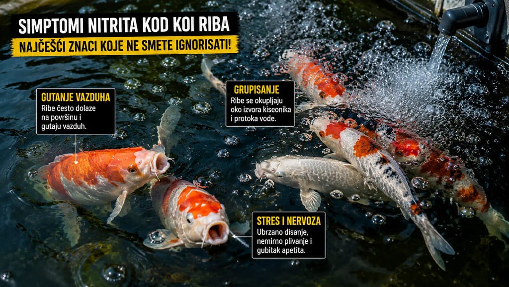 Simptomi nitrita kod koi riba – koi pri površini i gutanje vazduha
