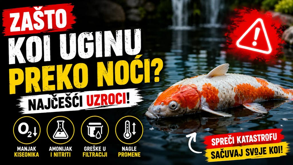 Zašto koi uginu preko noći u koi ribnjaku2