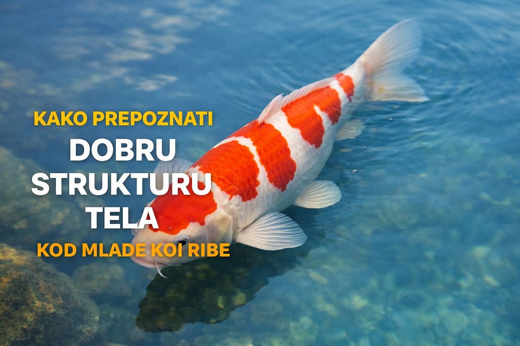 struktura tela mlade koi ribe