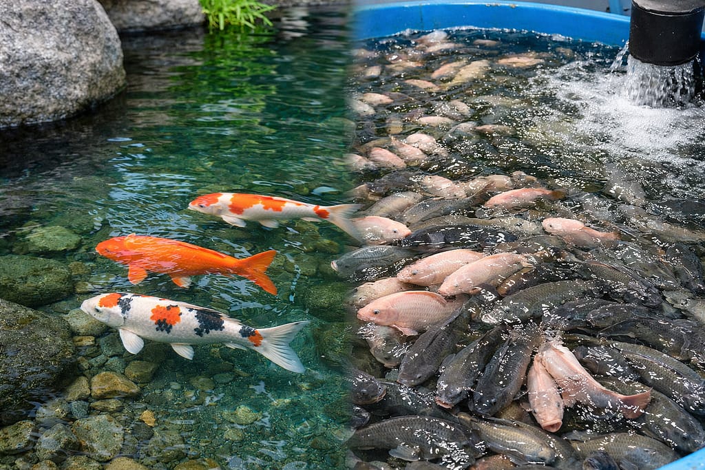 koliko koi riba po m3 akvaponija