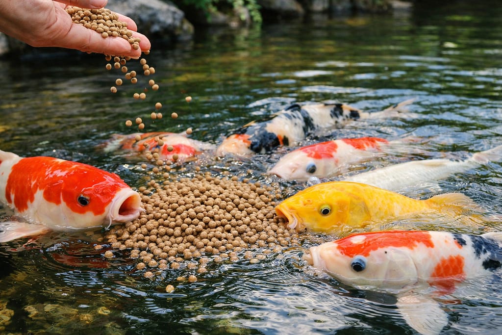 hrana za rast koi riba growth pellets