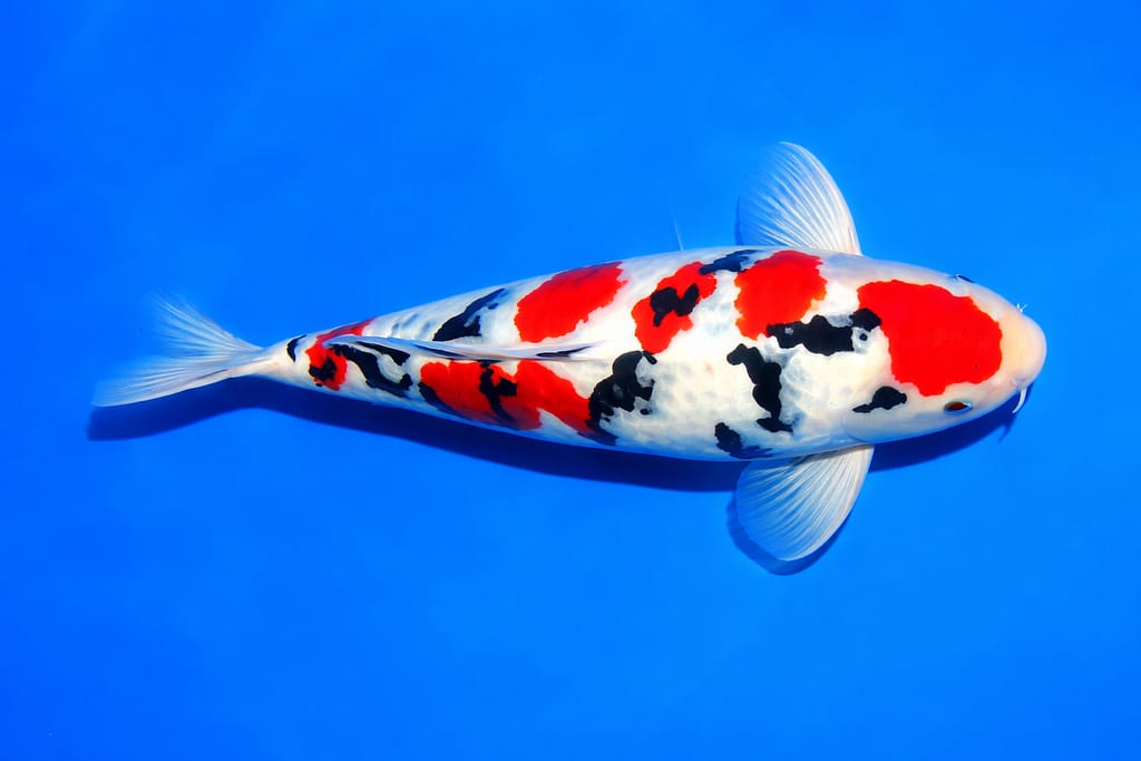 Taisho Sanshoku koi riba sa crvenim i crnim šarama na beloj osnovi
