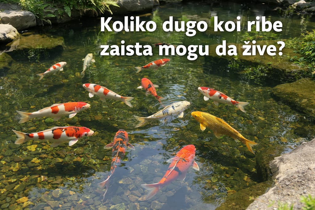 koliko žive koi ribe u ribnjaku