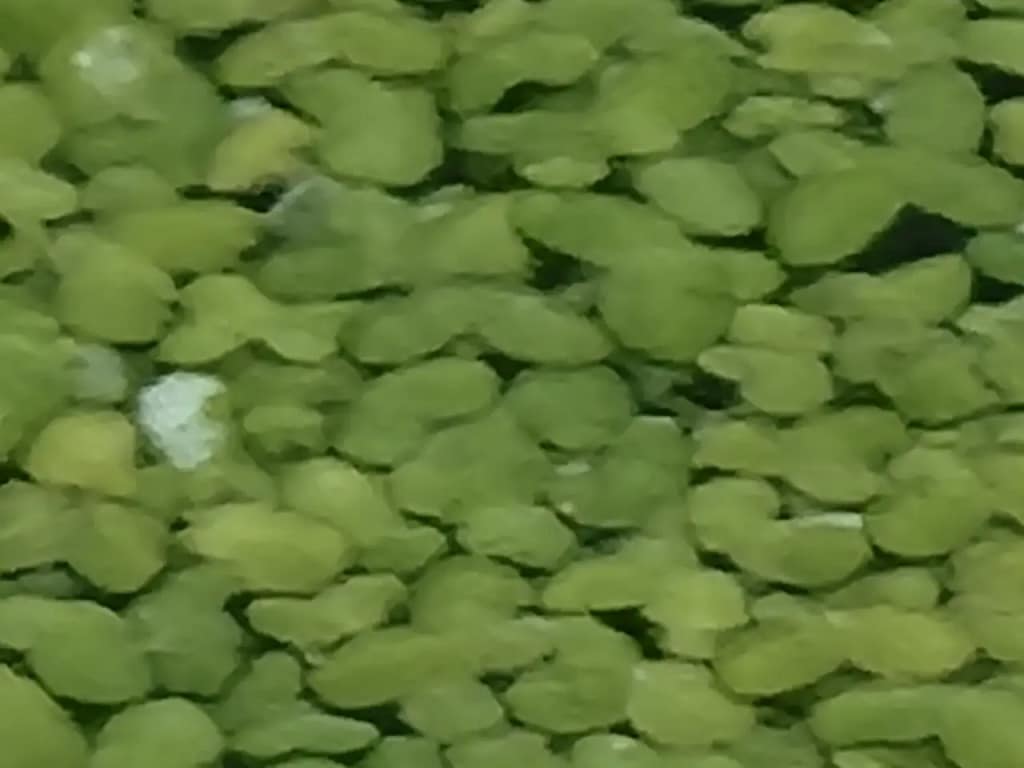 Duckweed biljka u koi bazenu za razvoj prirodnog planktona