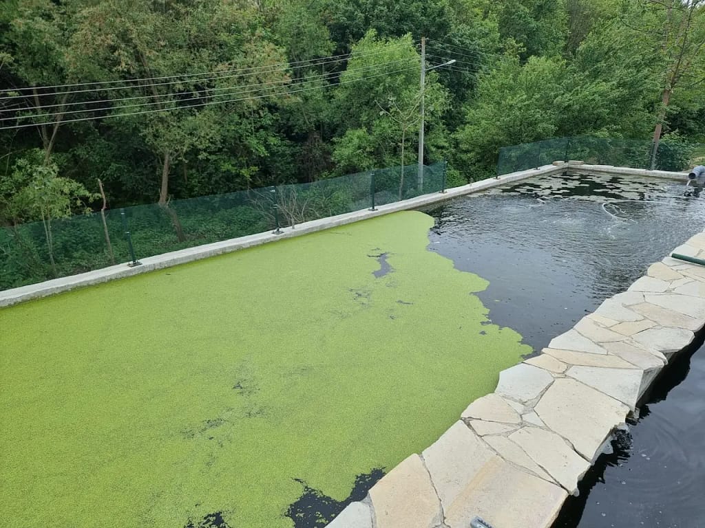 Realan koi bazen za uzgoj mlađi sa prirodnim sistemom