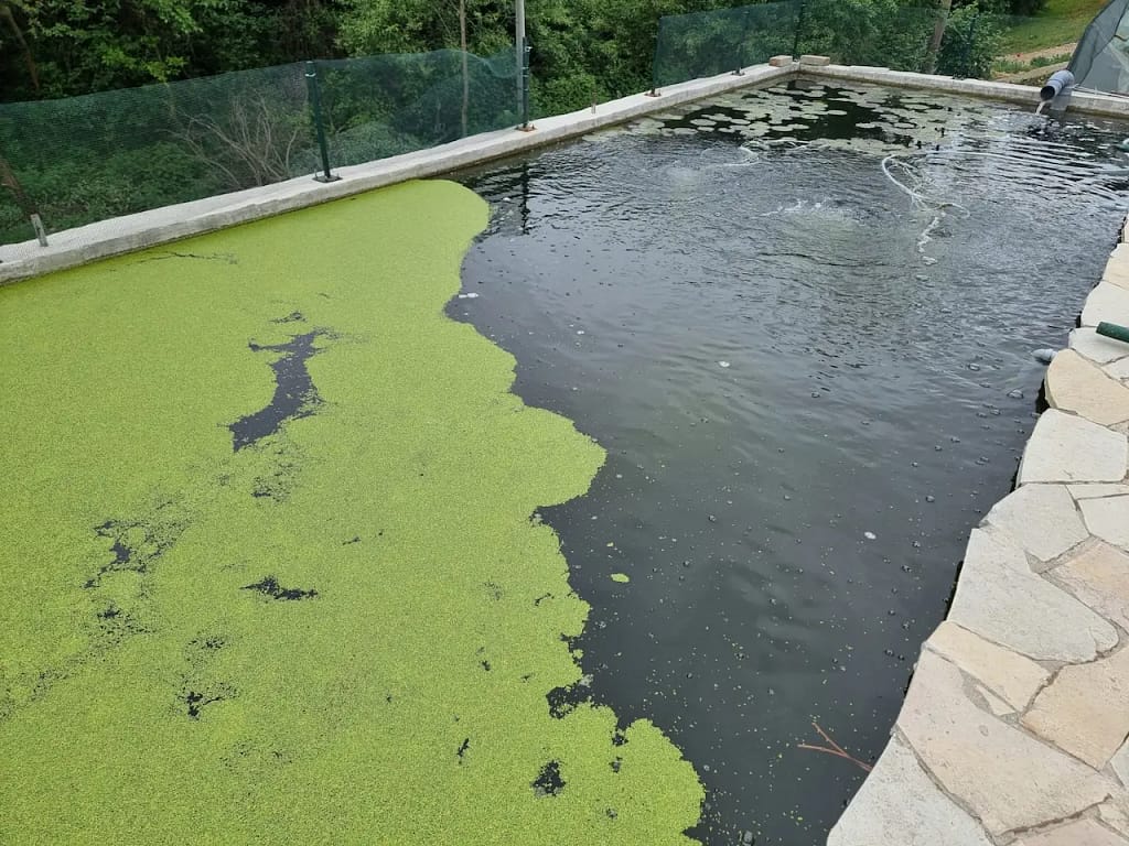 Prirodan koi bazen za razvoj mlađi i planktona