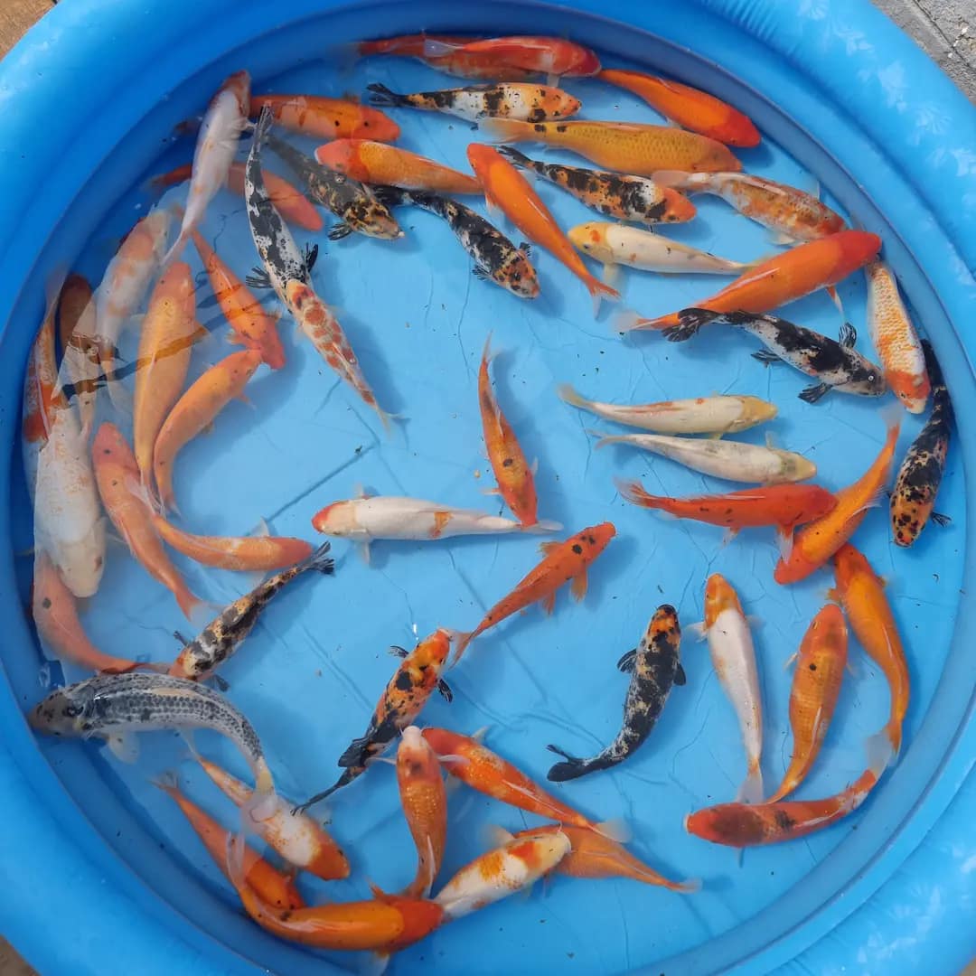 kawarigoi 30cm koi prodaja srbija