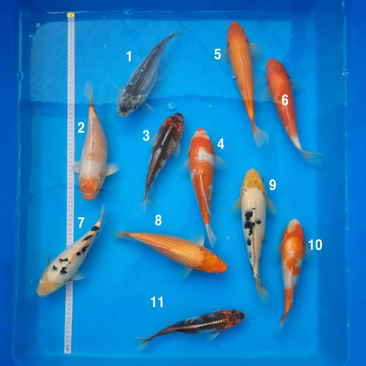 kawarigoi 15-18cm prodaja koi srbija