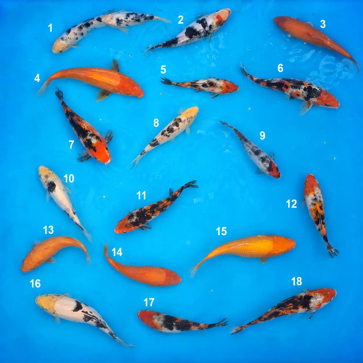 kawarigoi 15-24cm prodaja koi srbija